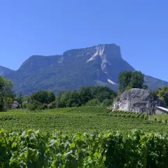 Vignoble verdoyant sous un ciel bleu, avec des montagnes en arrière-plan. Un avis sur le vin de Savoie Abymes s'impose.