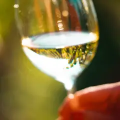 Un verre de vin blanc, reflet d'un paysage verdoyant, tenu par une main. Un moment de détente, parfait pour déguster ce type de vin blanc.