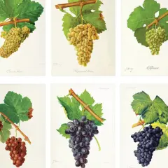 Six illustrations de grappes de raisin, dont une liste de cépages rouges. On y voit des raisins blancs et rouges, avec leurs feuilles vertes.