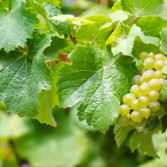 Des grappes de raisins blancs mûrs sur une vigne. Pour savoir si un vin blanc est sec, il faut regarder la maturité des raisins.