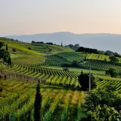 Vignoble en terrasses baigné de soleil, évoquant un cépage sud-ouest. Une maison de campagne se dresse à gauche, au milieu de la verdure luxuriante.