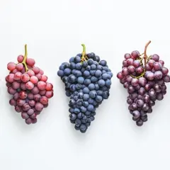 Cinq grappes de raisin, bleues et rouges, prêtes à devenir un délicieux raisin vin rouge.