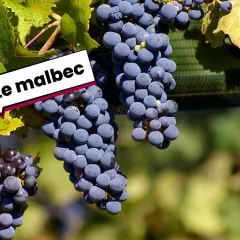 Grappes de Malbec, cépage d'origine française, mûrissant au soleil.