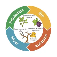 Le cycle annuel de la vigne, essentiel à la **création du vin** : débourrement, floraison, nouaison, maturation, chute des feuilles, repos hivernal et taille.