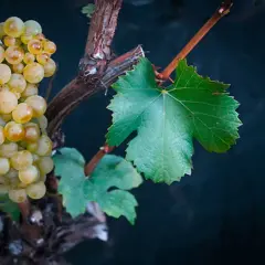 Grappe de raisin blanc mûrissant sur une vigne, promesse d'un vin blanc suisse valais.