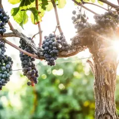 Grappes de merlot, le cépage le plus cultivé en France, mûrissant sous le soleil.