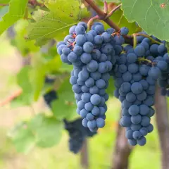 Grappes de raisin noir mûrissant sur la vigne, prêtes à devenir un champagne d'exception. Quel cépage pour le champagne ? Ces raisins pourraient bien y contribuer.