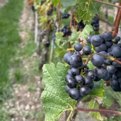 Grappes de merlot mûres sur pied, promesse des meilleures années Saint-Émilion Grand Cru.