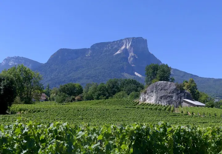 Vignoble verdoyant sous un ciel bleu, avec des montagnes en arrière-plan. Un avis sur le vin de Savoie Abymes s'impose.