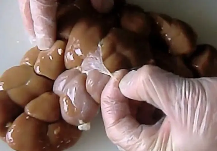 Mains de bouchers gantées manipulant un rognon de boeuf frais, prêt pour la préparation culinaire.