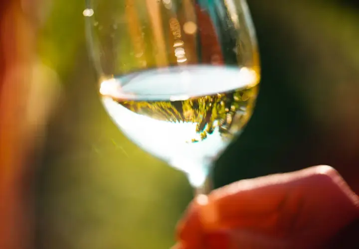 Un verre de vin blanc, reflet d'un paysage verdoyant, tenu par une main. Un moment de détente, parfait pour déguster ce type de vin blanc.