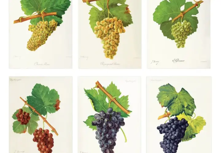 Six illustrations de grappes de raisin, dont une liste de cépages rouges. On y voit des raisins blancs et rouges, avec leurs feuilles vertes.