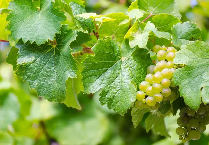 Des grappes de raisins blancs mûrs sur une vigne. Pour savoir si un vin blanc est sec, il faut regarder la maturité des raisins.