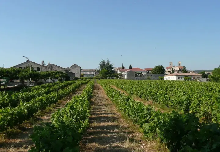 Vignoble verdoyant s'étendant vers un village pittoresque, évoquant la plus grande région viticole de France sous un ciel bleu clair.