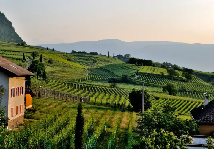 Vignoble en terrasses baigné de soleil, évoquant un cépage sud-ouest. Une maison de campagne se dresse à gauche, au milieu de la verdure luxuriante.