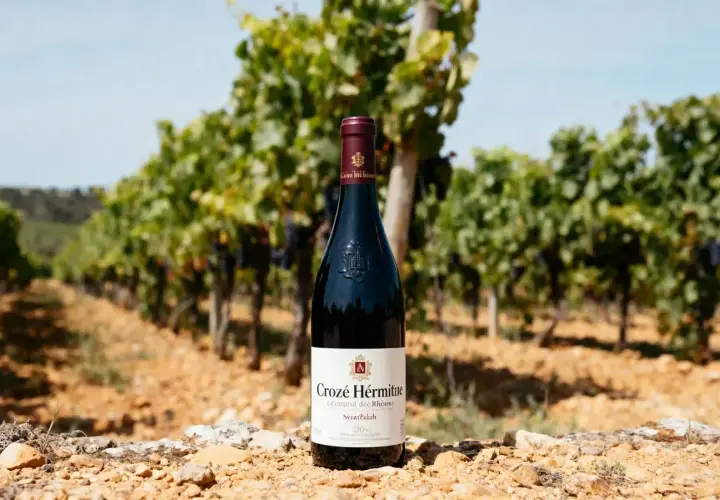 Bouteille de vin rouge Crozes-Hermitage posée sur des pierres, avec un vignoble en arrière-plan.