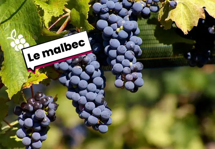 Grappes de Malbec, cépage d'origine française, mûrissant au soleil.
