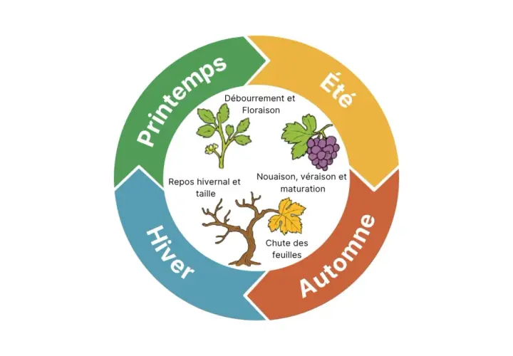 Le cycle annuel de la vigne, essentiel à la **création du vin** : débourrement, floraison, nouaison, maturation, chute des feuilles, repos hivernal et taille.