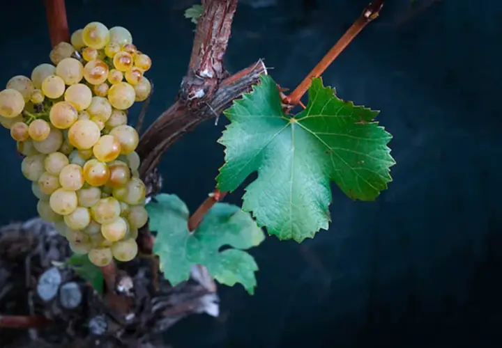 Grappe de raisin blanc mûrissant sur une vigne, promesse d'un vin blanc suisse valais.