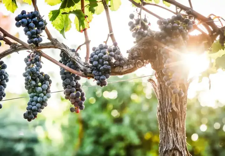 Grappes de merlot, le cépage le plus cultivé en France, mûrissant sous le soleil.