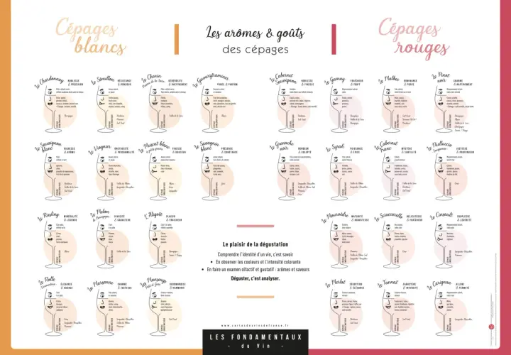 Tableau comparatif des cépages blancs et rouges, leurs arômes et saveurs. Chaque vin est représenté par un verre stylisé avec ses caractéristiques.