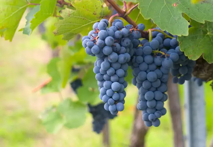 Grappes de raisin noir mûrissant sur la vigne, prêtes à devenir un champagne d'exception. Quel cépage pour le champagne ? Ces raisins pourraient bien y contribuer.