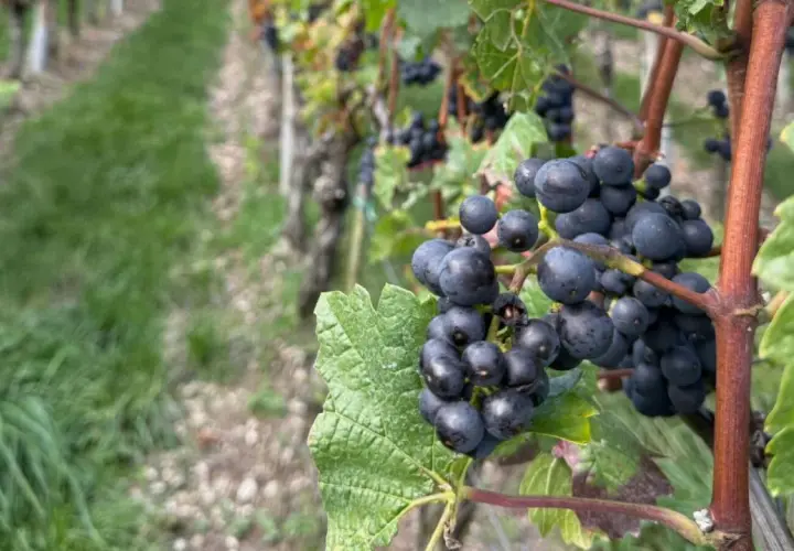 Grappes de merlot mûres sur pied, promesse des meilleures années Saint-Émilion Grand Cru.