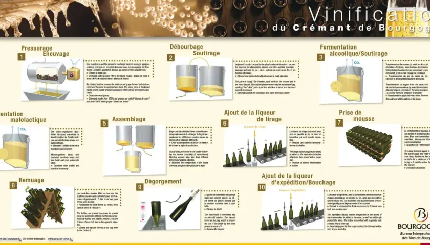 Le processus de vinification du Crémant de Bourgogne, de la pressurage à l'ajout de la liqueur d'expédition.