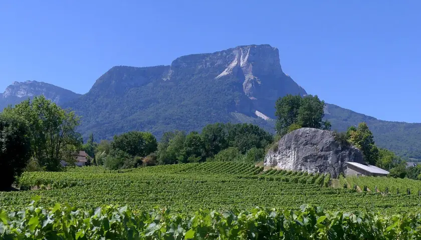 Vignoble verdoyant sous un ciel bleu, avec des montagnes en arrière-plan. Un avis sur le vin de Savoie Abymes s'impose.