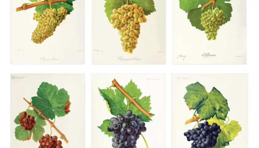 Six illustrations de grappes de raisin, dont une liste de cépages rouges. On y voit des raisins blancs et rouges, avec leurs feuilles vertes.