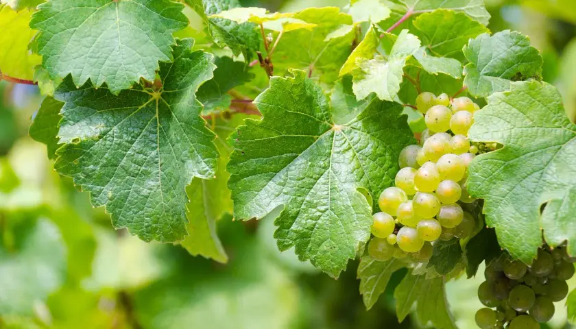 Des grappes de raisins blancs mûrs sur une vigne. Pour savoir si un vin blanc est sec, il faut regarder la maturité des raisins.