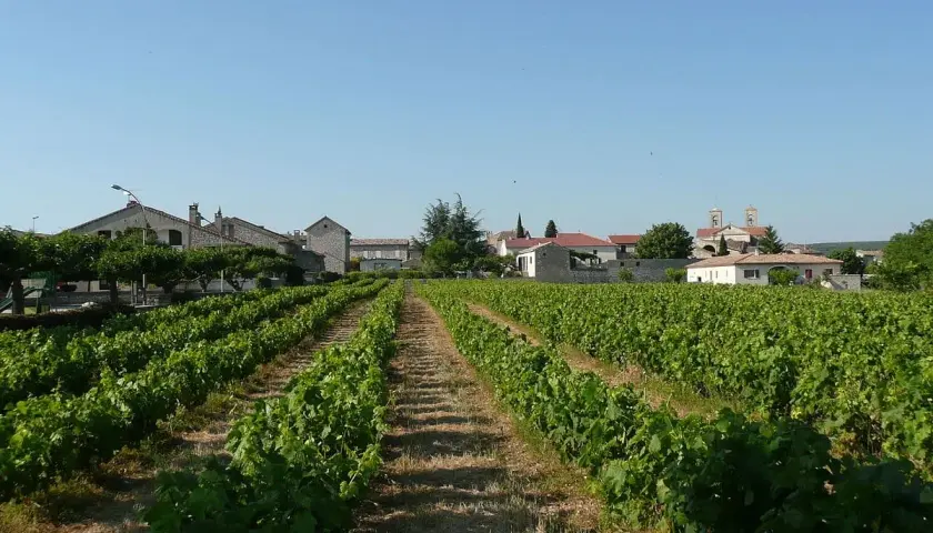 Vignoble verdoyant s'étendant vers un village pittoresque, évoquant la plus grande région viticole de France sous un ciel bleu clair.