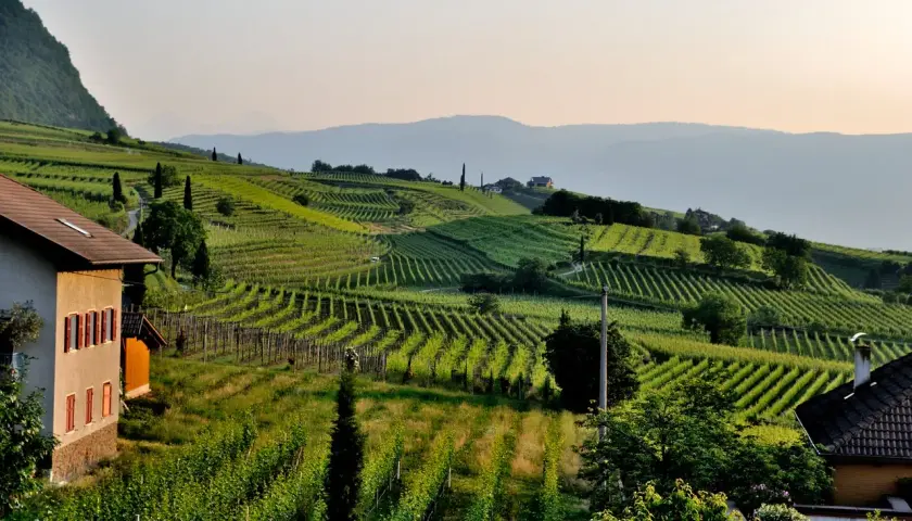Vignoble en terrasses baigné de soleil, évoquant un cépage sud-ouest. Une maison de campagne se dresse à gauche, au milieu de la verdure luxuriante.
