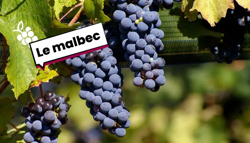 Grappes de Malbec, cépage d'origine française, mûrissant au soleil.