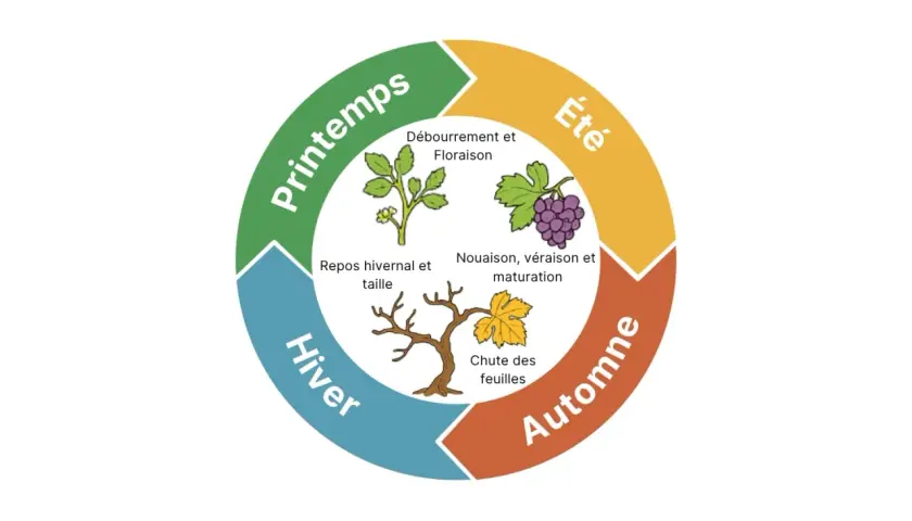 Le cycle annuel de la vigne, essentiel à la **création du vin** : débourrement, floraison, nouaison, maturation, chute des feuilles, repos hivernal et taille.