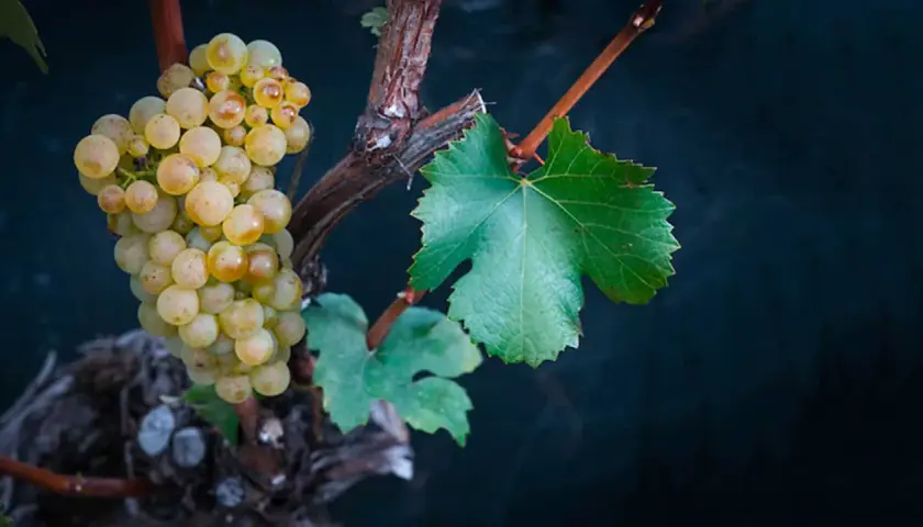 Grappe de raisin blanc mûrissant sur une vigne, promesse d'un vin blanc suisse valais.