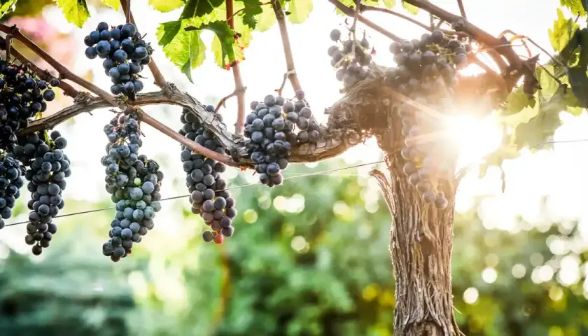Grappes de merlot, le cépage le plus cultivé en France, mûrissant sous le soleil.