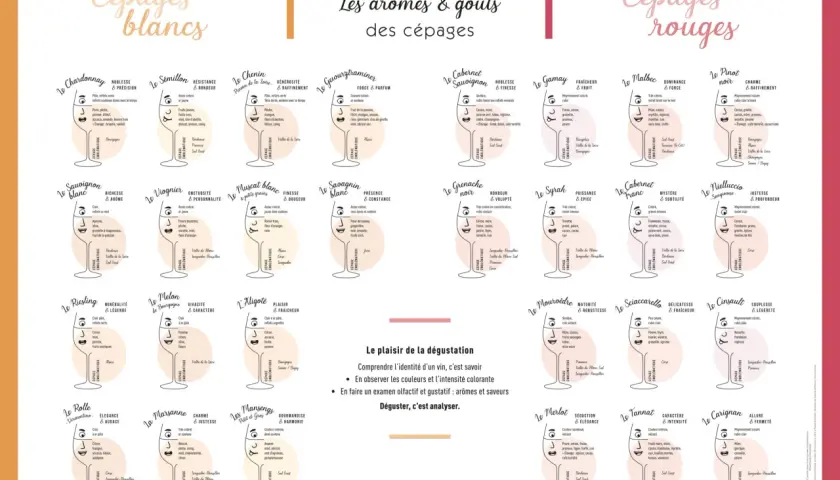 Tableau comparatif des cépages blancs et rouges, leurs arômes et saveurs. Chaque vin est représenté par un verre stylisé avec ses caractéristiques.