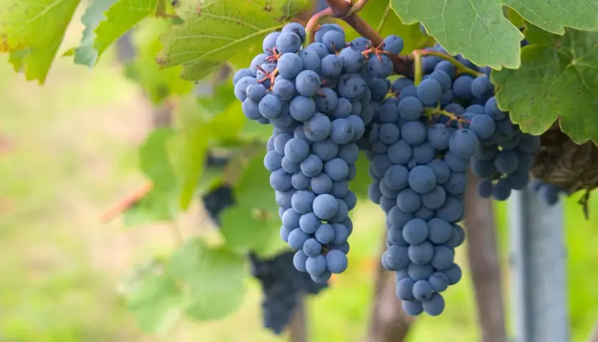 Grappes de raisin noir mûrissant sur la vigne, prêtes à devenir un champagne d'exception. Quel cépage pour le champagne ? Ces raisins pourraient bien y contribuer.