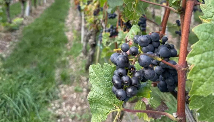 Grappes de merlot mûres sur pied, promesse des meilleures années Saint-Émilion Grand Cru.