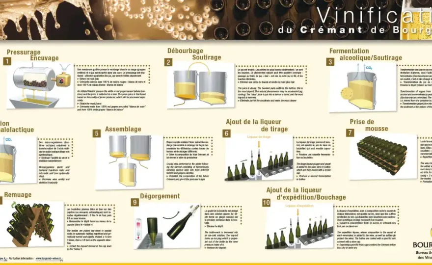 Vinification du vin rouge - Comprendre chaque étape