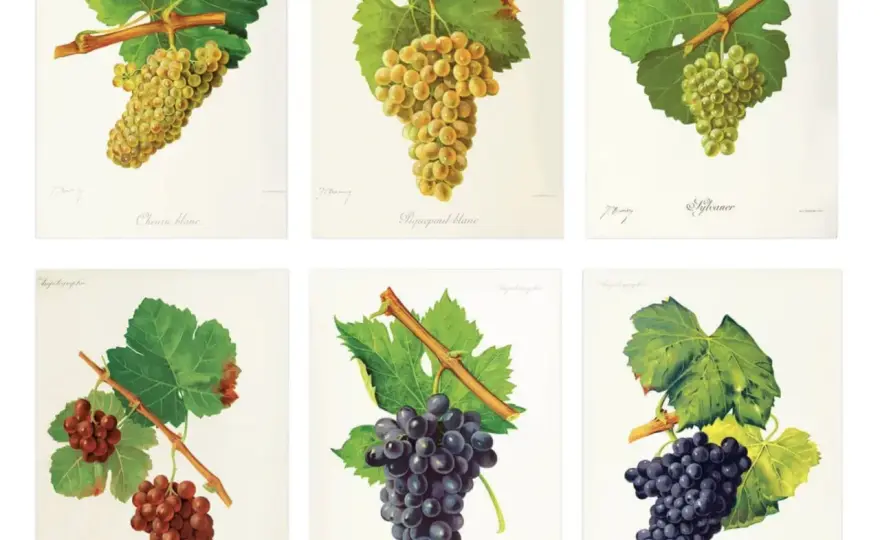 Cépages rouges - les repères pour choisir un vin sans se tromper