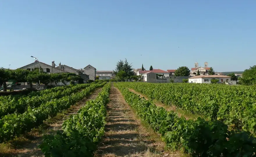 Vins d'Occitanie, le plus grand vignoble de France