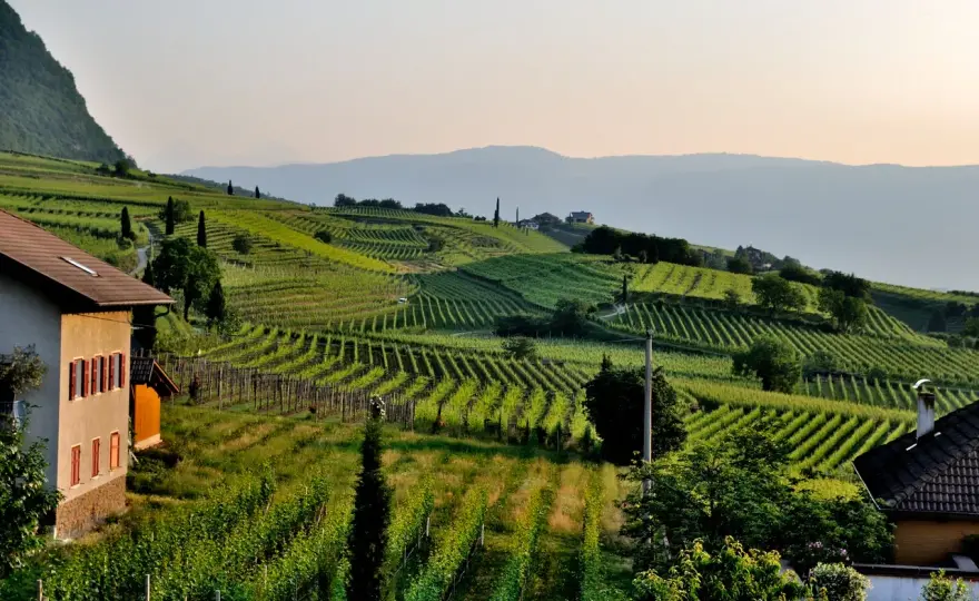 Vins du Sud-Ouest - Le guide pour bien choisir sa bouteille
