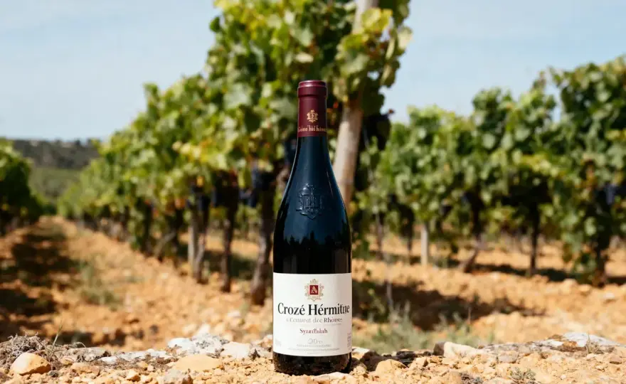 Crozes-Hermitage - Quel millésime choisir pour un vin parfait?