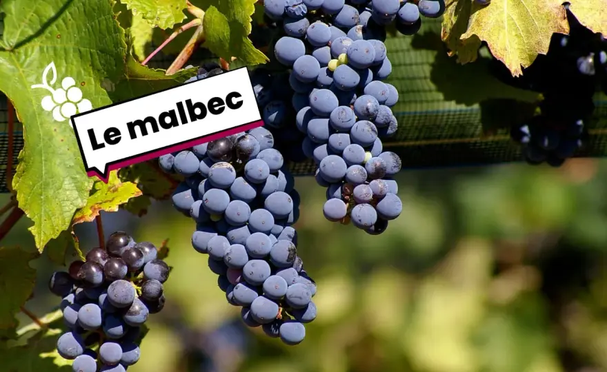Malbec - Son origine, ses noms, son style : Le guide complet