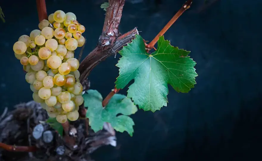 Vin blanc du Valais - cépages, accords et conseils pour bien choisir