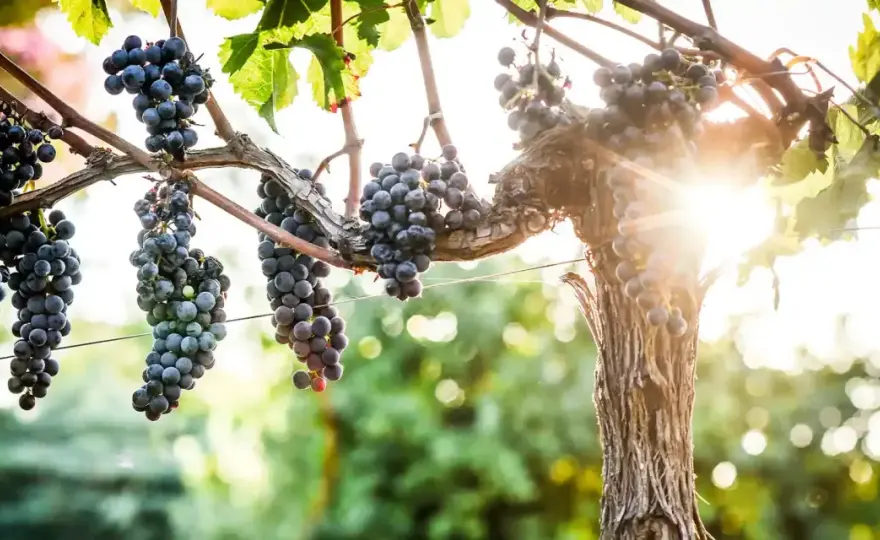 Merlot - Le cépage le plus cultivé en France? Découvrez pourquoi