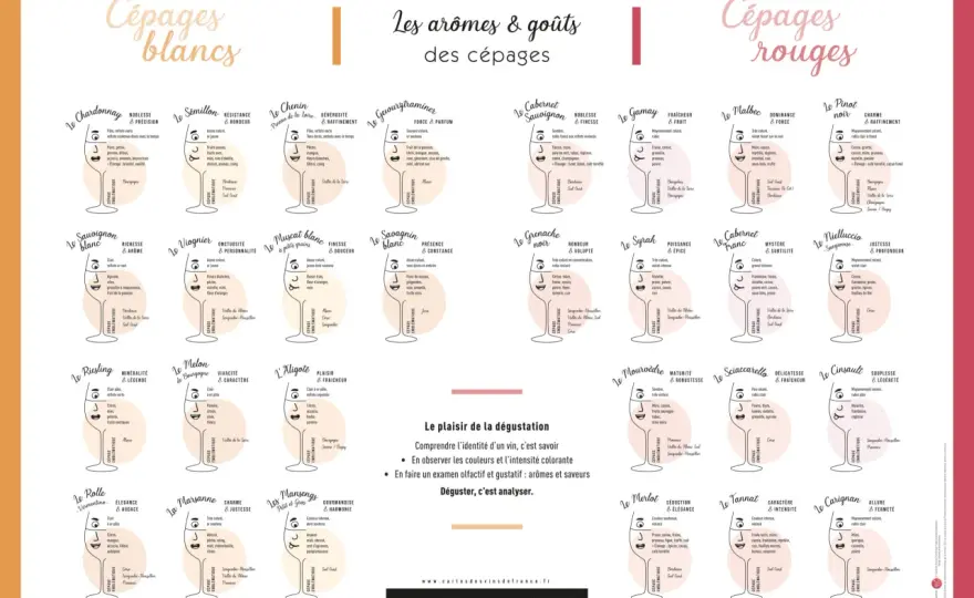 Cépages et saveurs du vin - mieux lire rouges et blancs