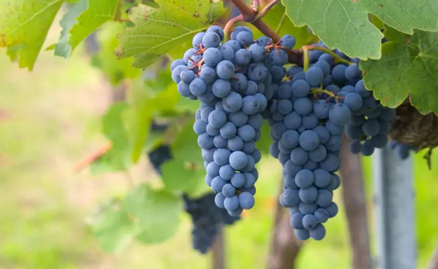 Quel cépage pour le champagne ? Chardonnay, pinot noir, meunier